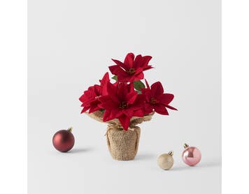 https://s3-ap-southeast-2.amazonaws.com/fusionfactory.commerceconnect.bbnt.production/pim_media/000/197/852/M_F_MR_Poinsettia-in-Jute-Pot_26271901_SI.jpg?1752813311