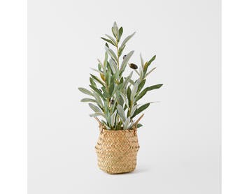 https://s3-ap-southeast-2.amazonaws.com/fusionfactory.commerceconnect.bbnt.production/pim_media/000/152/201/M_F_Olive_Plant_in_Seagrass_Basket_Green_22948201_SI.jpg?1690854061