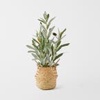 https://s3-ap-southeast-2.amazonaws.com/fusionfactory.commerceconnect.bbnt.production/pim_media/000/152/201/M_F_Olive_Plant_in_Seagrass_Basket_Green_22948201_SI.jpg?1690854061