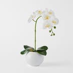 https://s3-ap-southeast-2.amazonaws.com/fusionfactory.commerceconnect.bbnt.production/pim_media/000/184/460/M_F_Orchid-in-Ceramic-Pot-Tall_White_26132901_SI.jpg?1734666080
