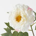 https://s3-ap-southeast-2.amazonaws.com/fusionfactory.commerceconnect.bbnt.production/pim_media/000/184/463/M_F_Peony-Stem_White_26132701_Detail_SI.jpg?1734666138