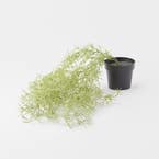GREENERY_Trailing Rosemary in Plastic Pot / Green