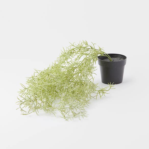 GREENERY_Trailing Rosemary in Plastic Pot / Green