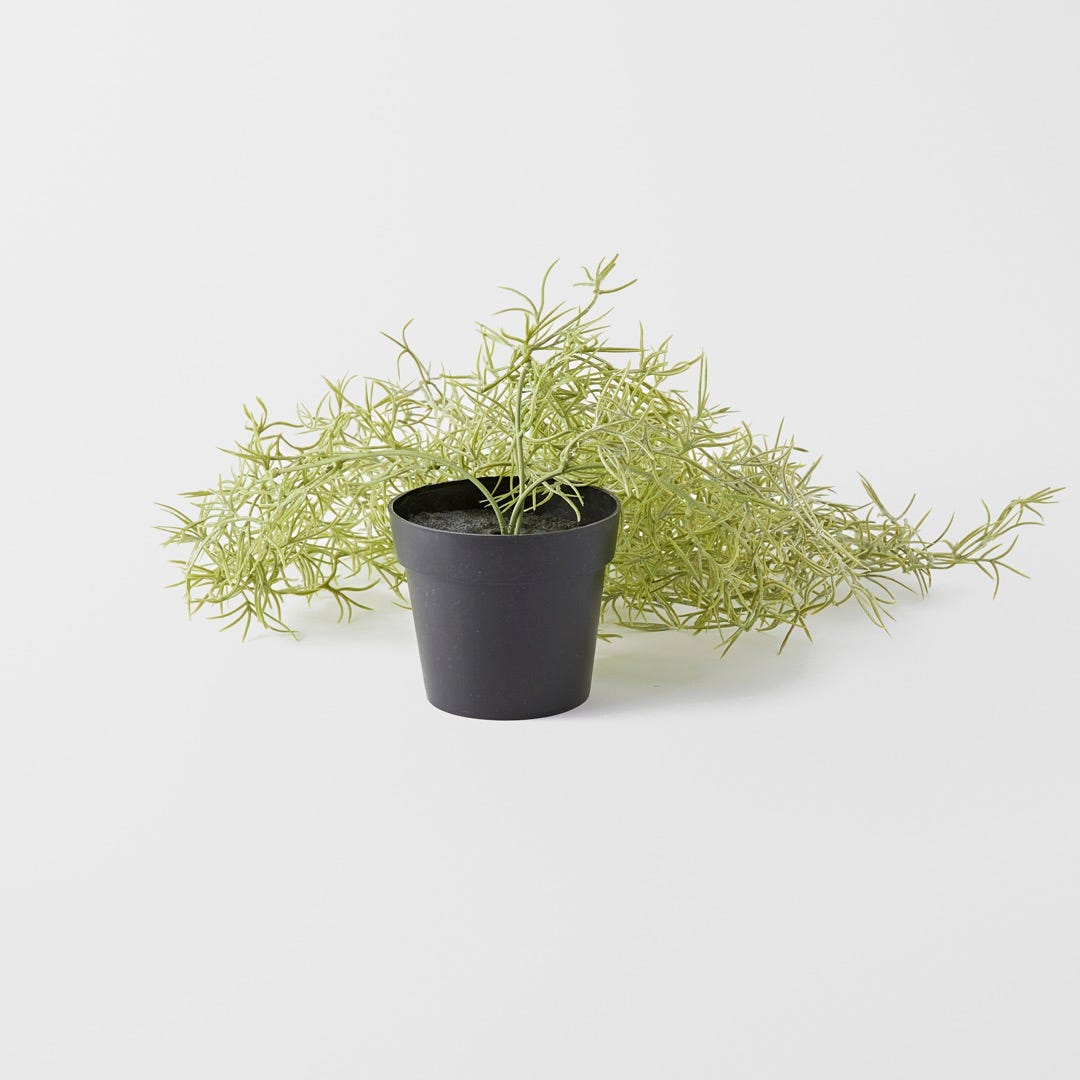 GREENERY_Trailing Rosemary in Plastic Pot / Green